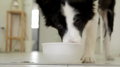Dog Drinking Pet Food Thirsty Animal Indoor
