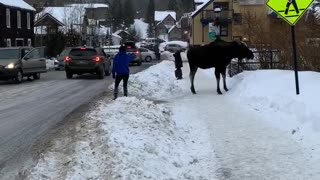 Moose Gives Girl Warning for Being Far Too Close