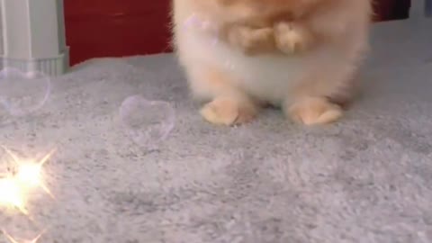 The funny little bunny