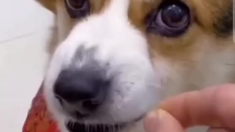 Angry Corgi