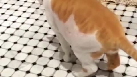 Funny moment for pets, kitty's expression is so cute and funny