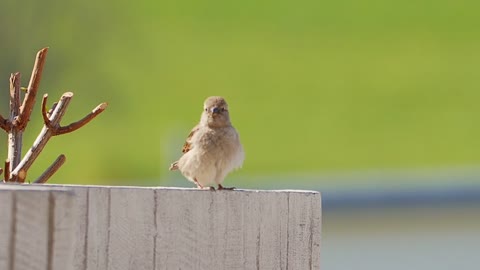 video funny for bird 😍 😍