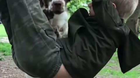 Dog Jumps Through Kids Arms and Legs While he Hangs From Tree