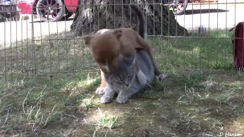 10 pitbull puppies vs 1 kitty