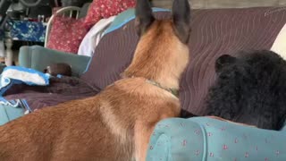 Malinois dog try’s so are to get poodle to play!