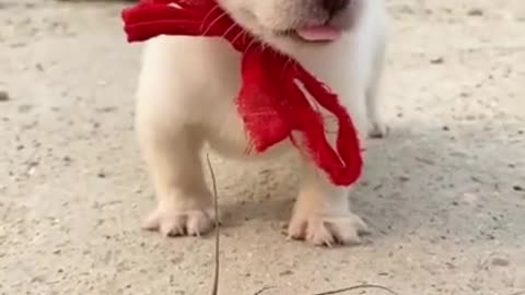 Cute dog playing and happy.