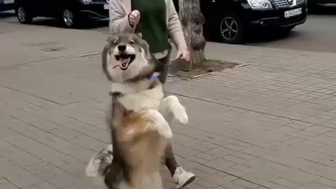 Dog jumping on road