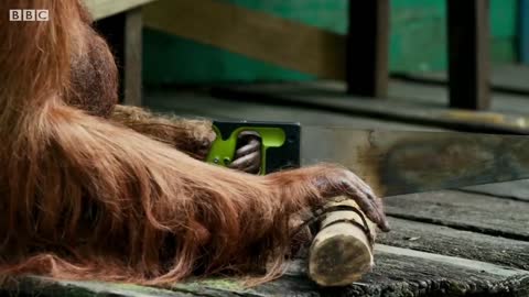 2:47 NOW PLAYING WATCH LATER ADD TO QUEUE Funny Orangutan Learns to Saw Wood! | Spy In The Wild