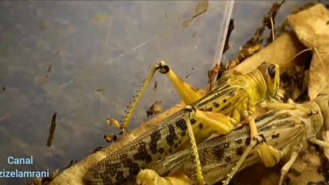 Locust Mating And Giving Birth