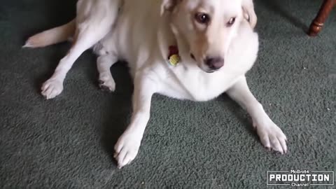 GUILTY DOGS - Funny Dogs