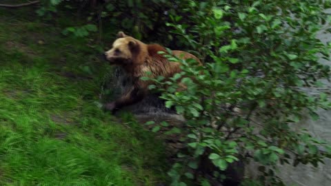 Watch the brown bear