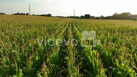 Aerial of endless corn field in USA