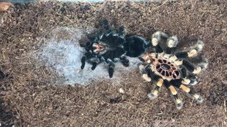 Tarantula's Time-lapsed Transformation