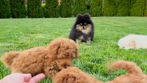 Cute poodle and pomeranian dogs playing in garden