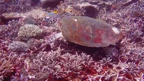 Turtle and Fish Under The Marine Life