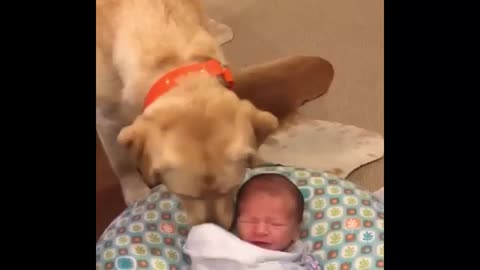 Labrador stops baby from crying.so adorable.