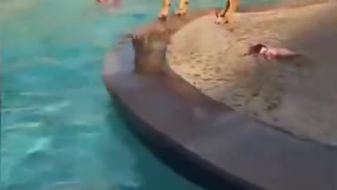 Brave dog saves a child from drowning