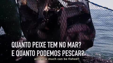 Pesca da tainha no Brasil: adoção de cotas na safra 2018