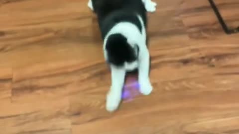 funny cat video