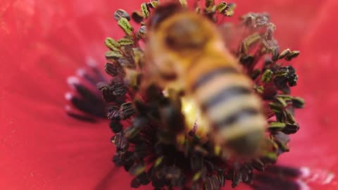 Close-up of a bee hovering over a blooming flower in a wild field