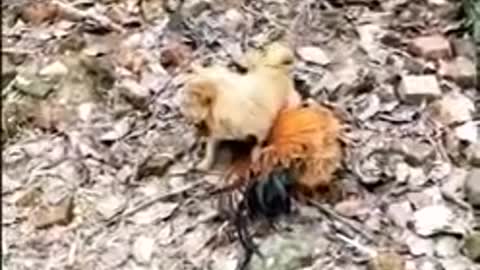 Chicken Dog Fight Funny Dog Fight