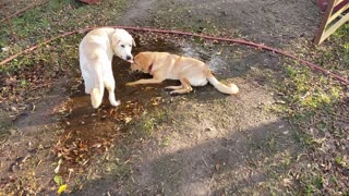 Dogs drinking out of dirty puddles