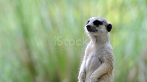 Cute meerkat looking around❤️Funniest Animal