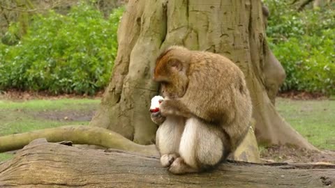 Mokey eating fruit