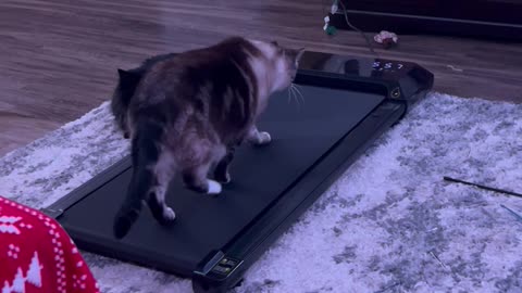 Cat Tries Treadmill