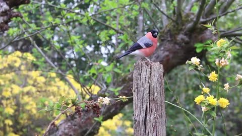 Birds of Many Colours : Video for People and Cats to Watch