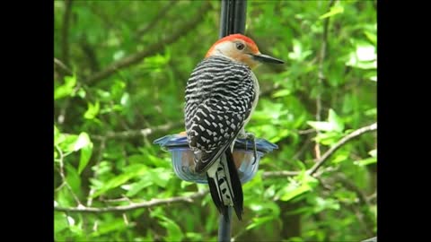 Red-bellied Woodpecker