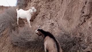 High Flying Goats Pack Goats in training