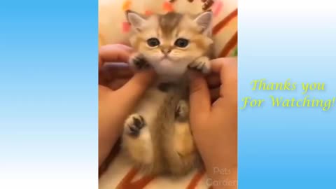 Cute Pets And Funny Animals Compilation