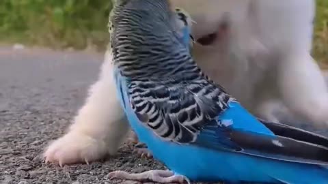 friendship of puppy and parrot