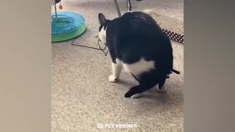 American Cat is funny