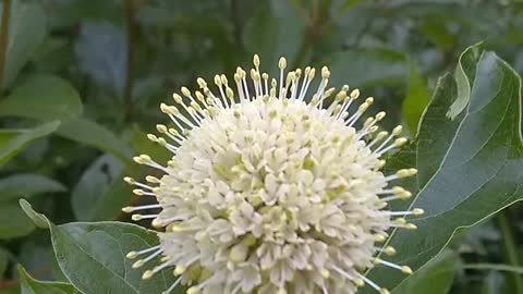 Sugar Shack Buttonbush