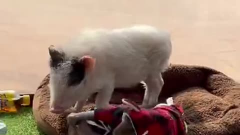 funny china video animal video