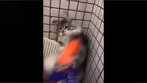 Super Best Funny Cat Videos | That Will Make You Laugh All Day Long 😂😹