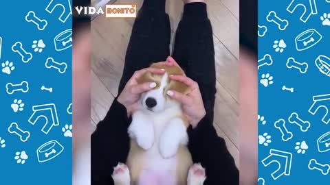 funny videos of dogs and cats and strokes
