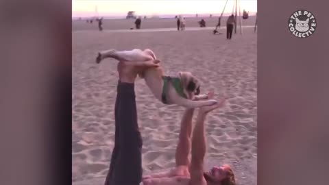 Pug do yoga (MUST WATCH)