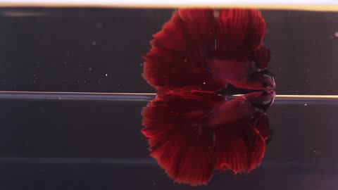 The Complete Betta Fish Life Cycle in 3 Minutes