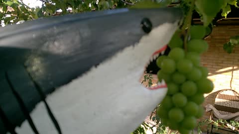 COCONUT PALM ARTS SHARK MADE BY ME EAT REAL GRAPE-INTERNATIONAL SHARKS 2018-BRASIL