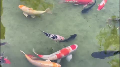 koi carp fish