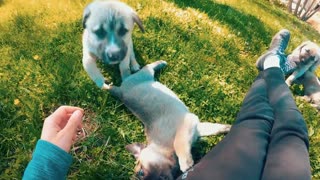 Playing with Puppies in the Garden