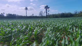 Philippine countryside - corn field