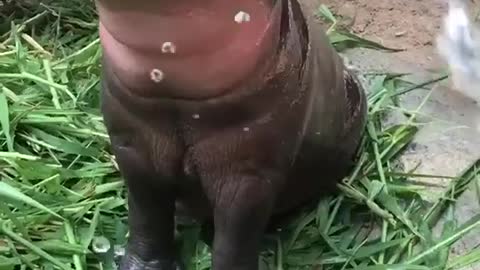 Super cute baby hippo