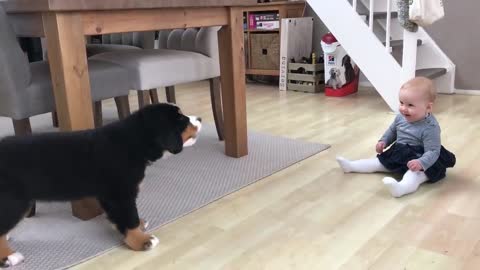 First meeting baby vs bernese montaion dog