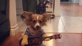 Music-Loving Dog "Plays" The Guitar For Treats