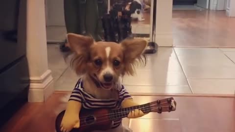 Music-Loving Dog "Plays" The Guitar For Treats
