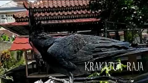 The krakatua raja. Or. Palm cockatoo